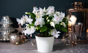 Christmas Cactus ‘Salvado’ White Houseplant 