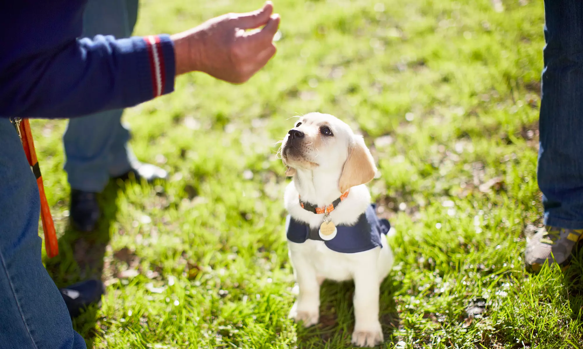 Three-Week Obedience Dog Training for One or Two Dogs at Ohana Pet Sitting And Dog Training (Up to 27% Off) - Primary Image