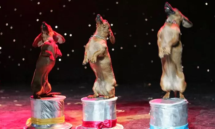 Popovich Comedy Pet Theater Circus Show for One Child, or One or Four Adults at the V Theater (Up to 70% Off)  - Primary Image