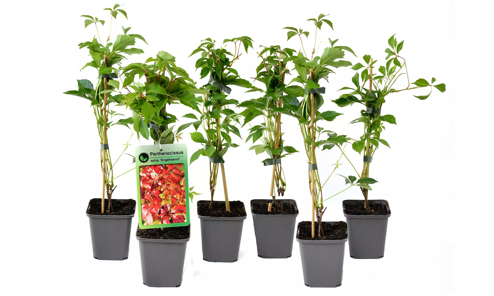 Lot de 3 ou 6 plantes de Parthenocissus quinquefolia "Engelmannii" - Second Medium