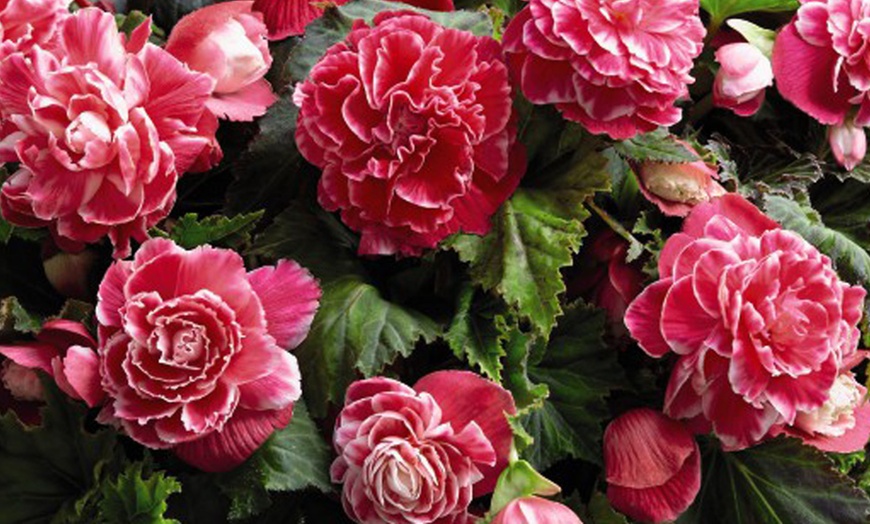 Image 4: 10 or 20 Begonia 'Camelia' Plants