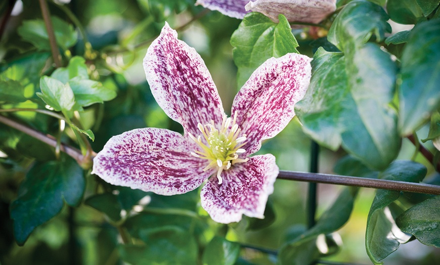 Image 1: Winter Flowering Clematis Plants