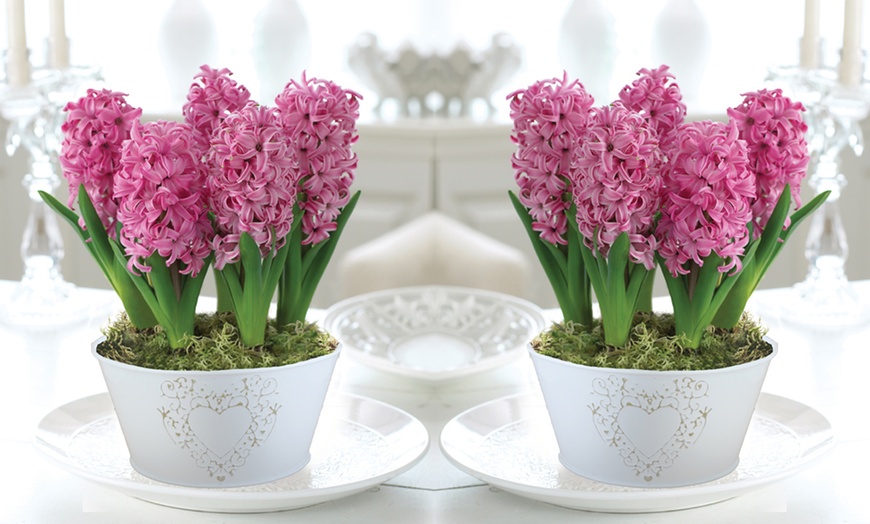 Image 1: Scented Hyacinth Gift Collection