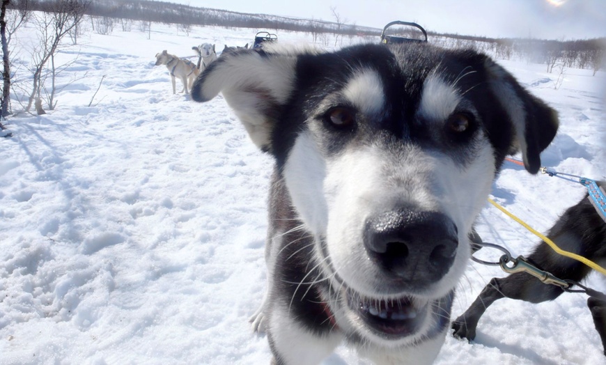 Image 5: Lapland Dog Sledding