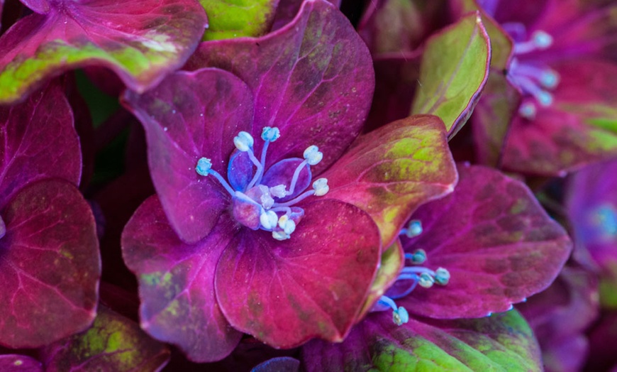 Image 4: Up to Four Hydrangea Macrophylla 'Glam Rock' Hardy Shrubs in 9cm Pots