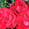 Image 4: Three-Pack of Bareroot Roses 
