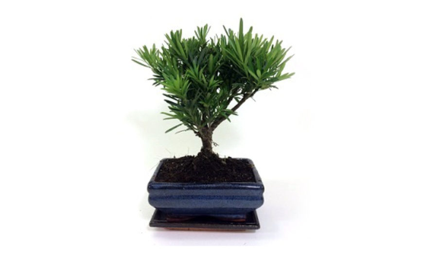 Image 9: Twee of vier Bonsai boompjes