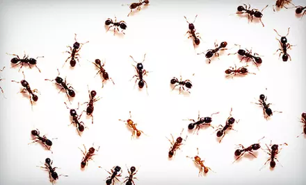 One or Two Interior-and-Exterior Pest-Control Visits from Inspect-All Services (Up to 64% Off) - Primary Image