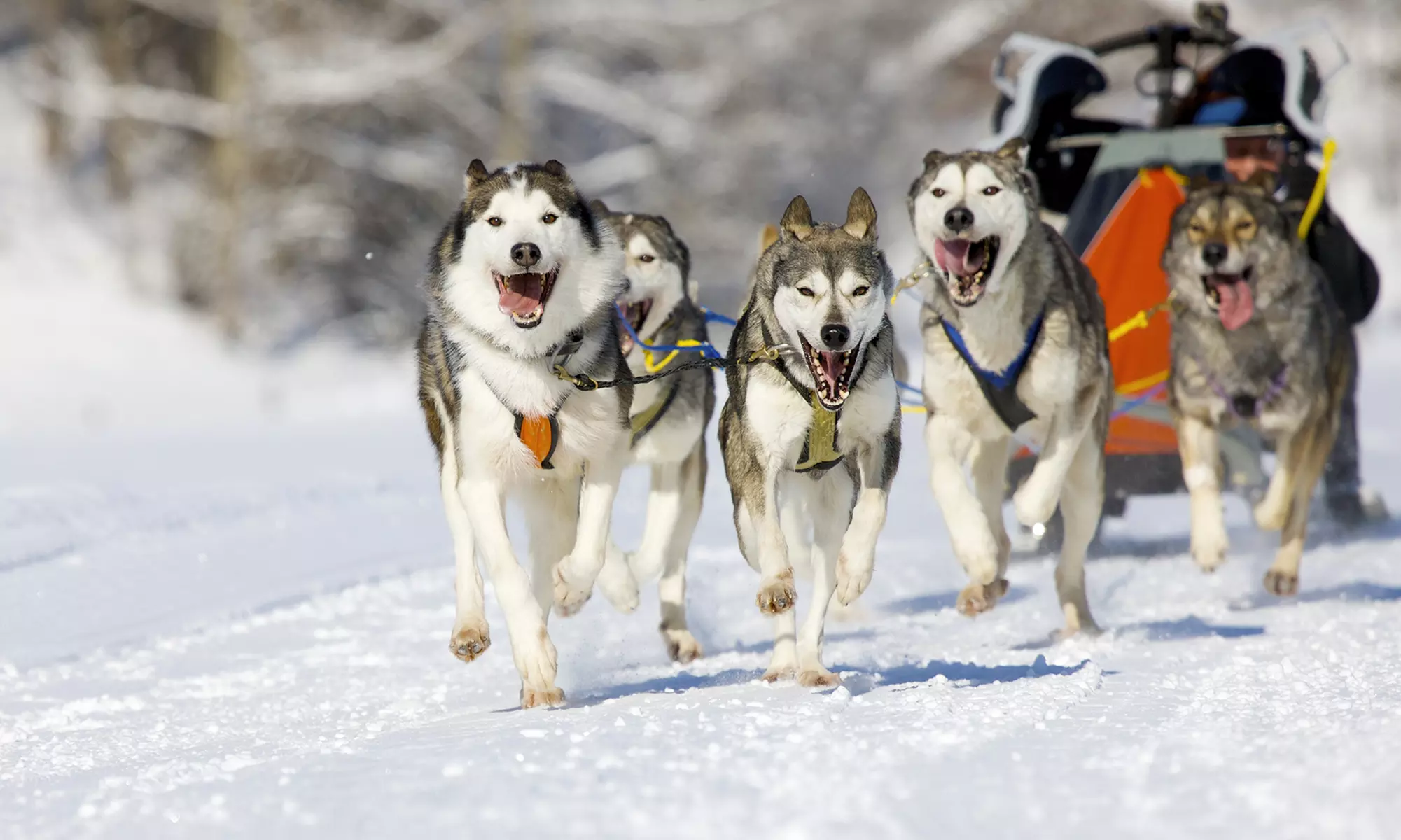 Dogsledding Trips at Kiwatchi Sled Dog Rides (Up to 53% Off). Seven Options Available. - Primary Image