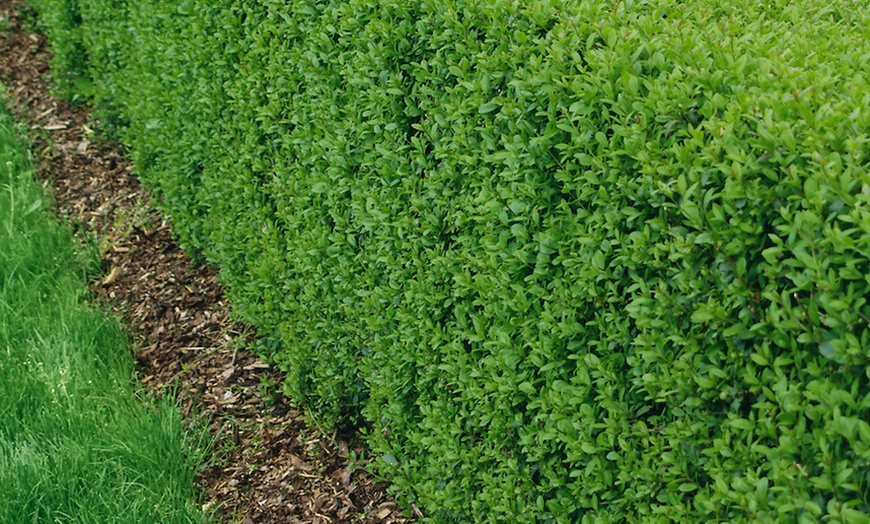 Image 2: Green Privet Hedge Plants