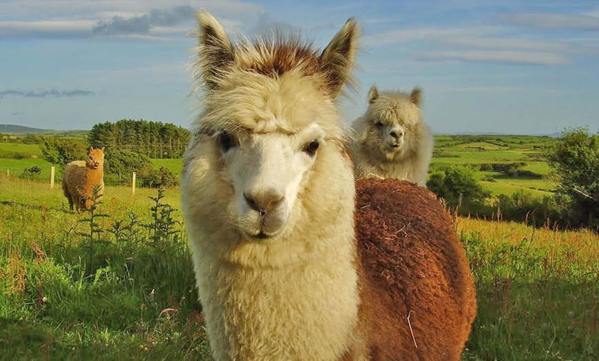 Image 1: Alpaca Farm In Cork