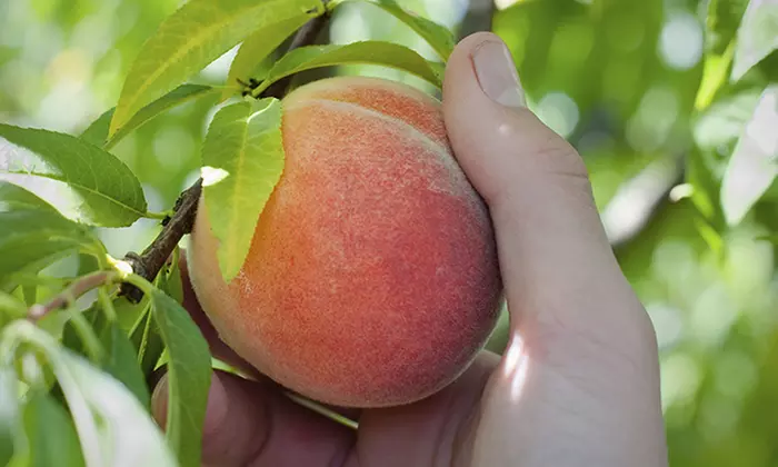 Admission for Two or Four to "Terhune Orchards Just Peachy" Festival on Sat, August 1 or Sun August 2 (46% Off) - Primary Image