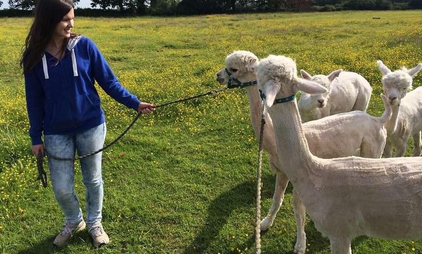 Image 5: Alpaca Walk and Farm Entry

