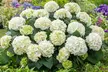 4x oder 8x Hortensien-Mix - Second Medium