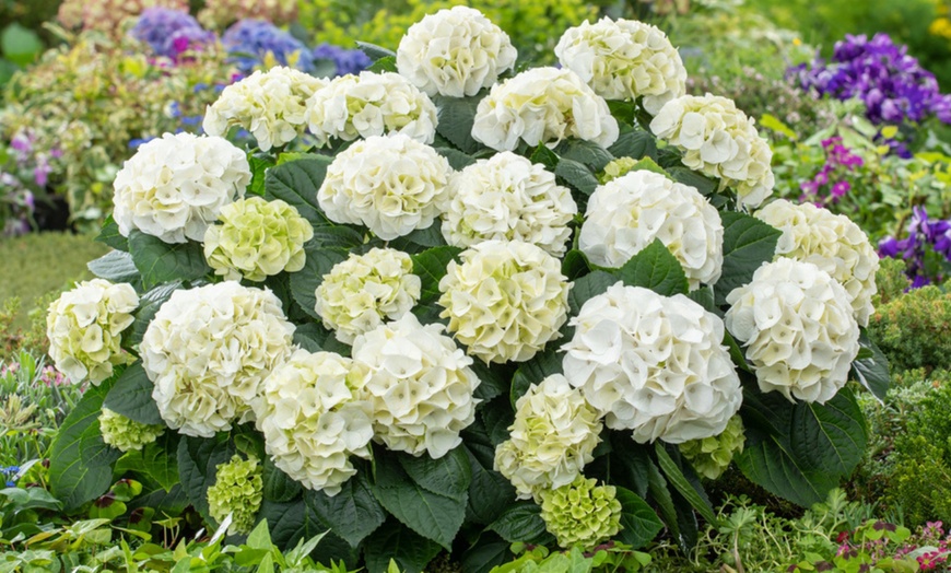 Image 1: Set Hortensias Hydrangea macrophylla