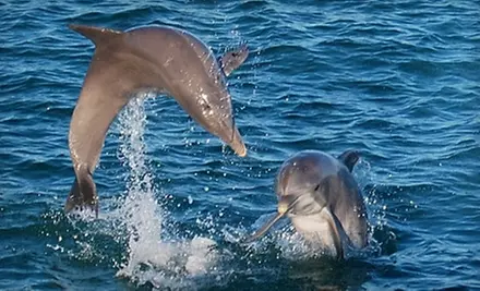 Dolphin Tour for a Child, Senior, or Adult from Olin Marler's Charter Fishing & Dolphin Cruises in Destin (Up to 55% Off) - Primary Image