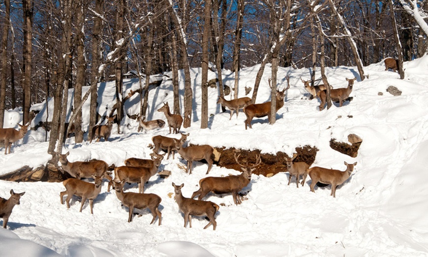 Image 4: Omega Animal Park