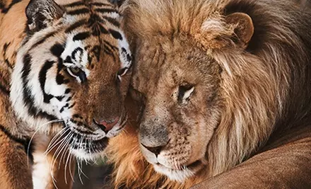Entry for 1 or 4 to Guided Wild Animal Tour with Souvenir at Conservators' Center (Half Off) - Primary Image