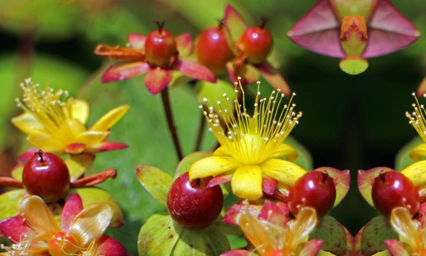 Image 4: Hypericum Miracle Marvel-planten