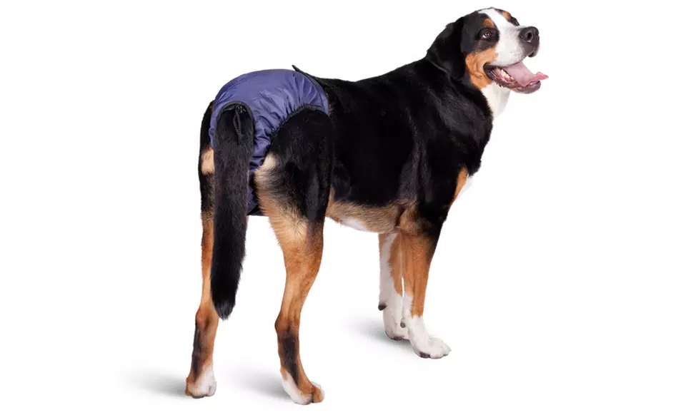 SnuggEase Washable Dog Diapers. Multiple Sizes Available from $13.99-$17.99. - Primary Image