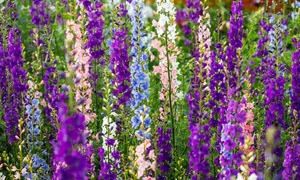 Perennial Delphinium Collection - 12 or 24 Young Plants