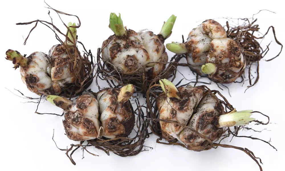 5 or 10 Black Jewel Lily Bulbs - Image 4