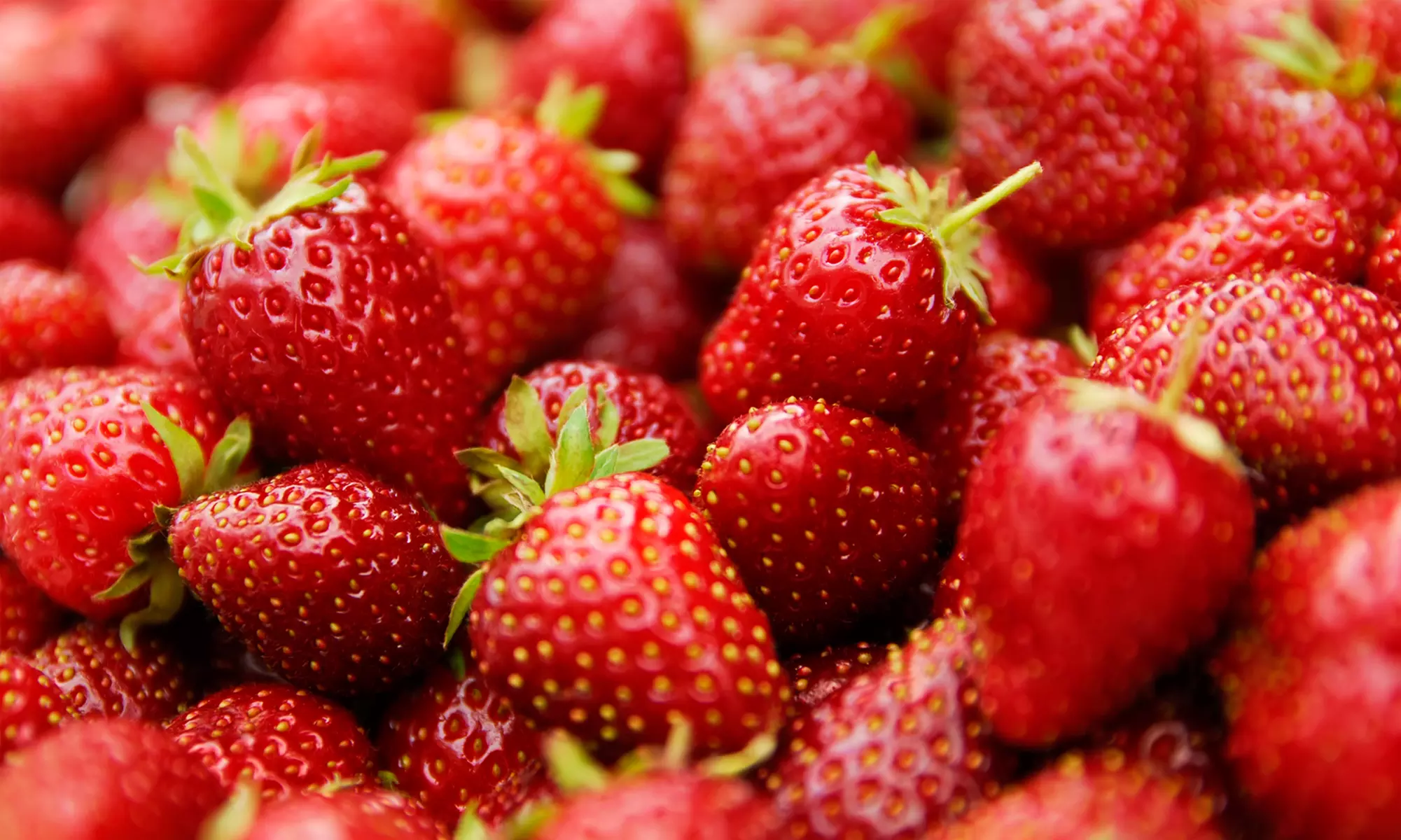 Strawberry Picking and Hayride for Two or Four on June 9, 10, 16, or 17 from Von Thun Farms (Up to 27% Off) - Primary Image