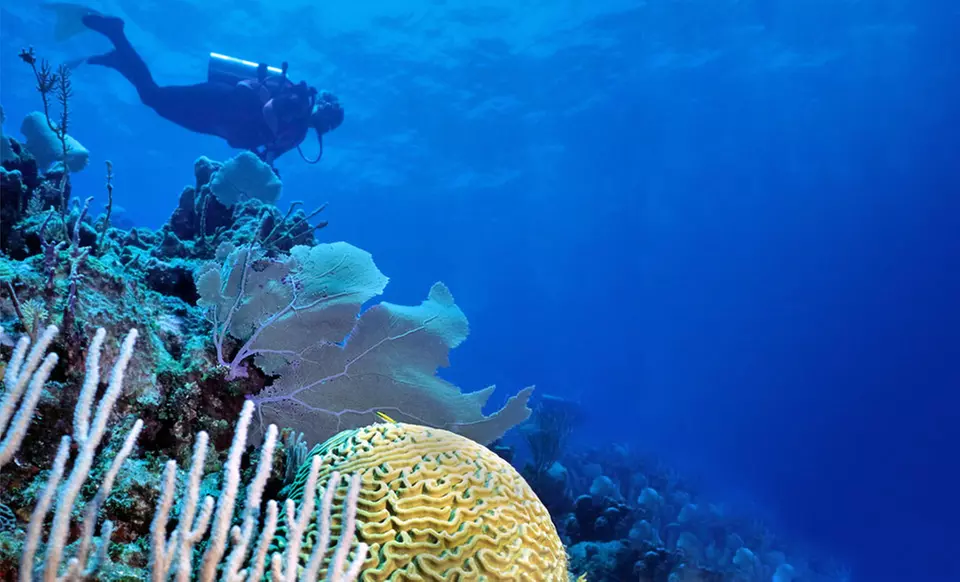 7-Night Stay with Daily Meals and Diving Package with Optional Equipment Rental at Deep Blue Resort in Honduras - Primary Image