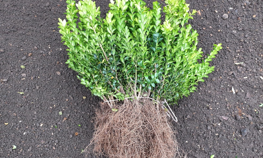 Image 4: Box Hedging Plants per Metre
