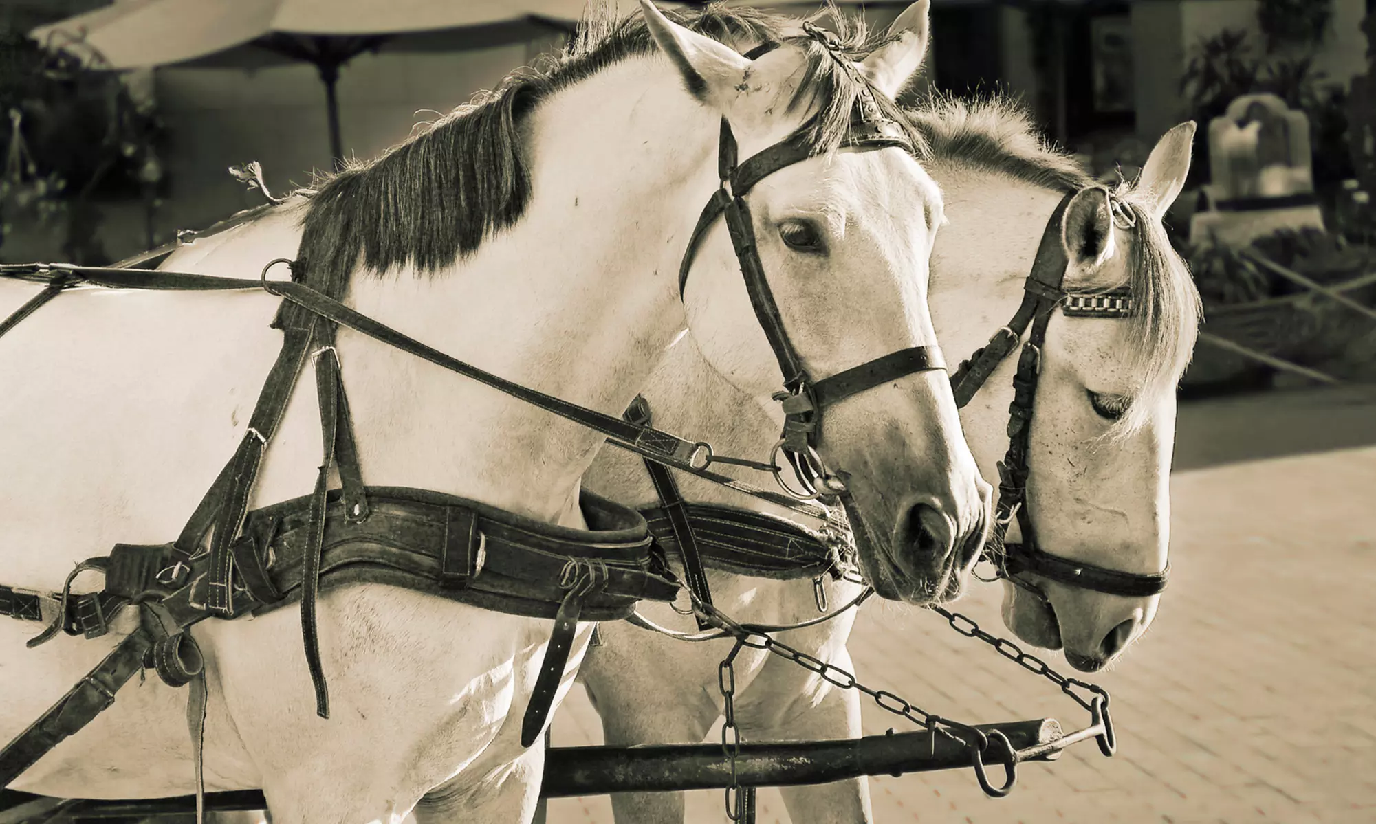 Horse-Drawn Carriage Ride Through Hotel District or Bricktown from Oklahoma Premier Carriage Company (45% Off) - Primary Image