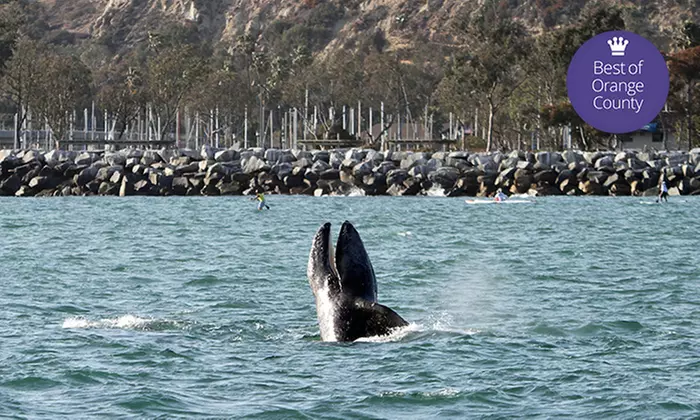 Dana Point Festival of Whales Cruise for One Adult or Child with Optional Book (Up to 61% Off)  - Primary Image