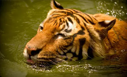 $49 for Photography Class with Zoo Admission for a Child or Adult from Jimmy Loyd Photography at the Houston Zoo (Up to $150 Value) - Primary Image