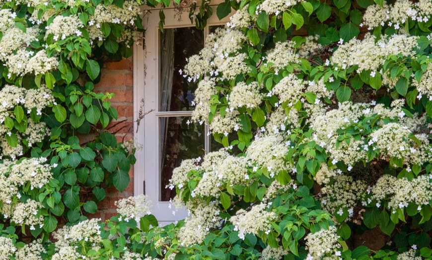 Image 5: Plantas hortensias trepadoras