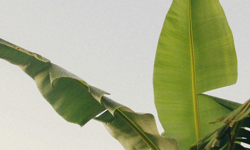 Image 3: Rootz Set of Two Musa Basjoo Hardy Banana Plants