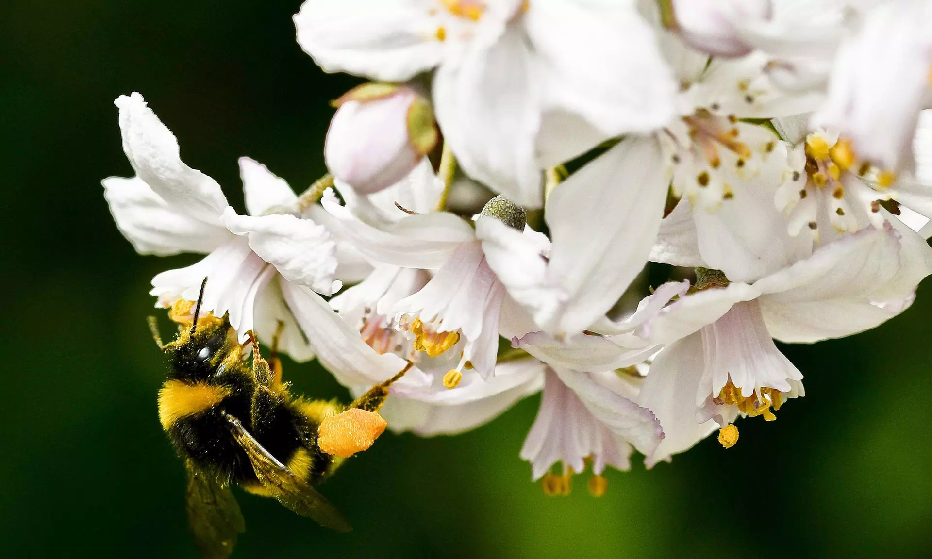 Lot de 4 ou 8 arbustes ornementaux XL différents