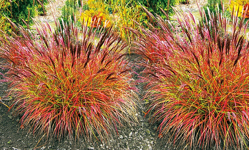 Image 1: Chinese Silver Grass Plants