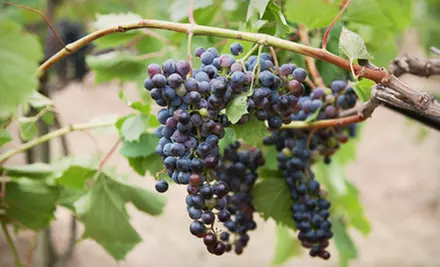 $33 for Five Bottles of Autumnal Wine at Fox Valley Winery Inc. ($66.80 Value) - Primary Image