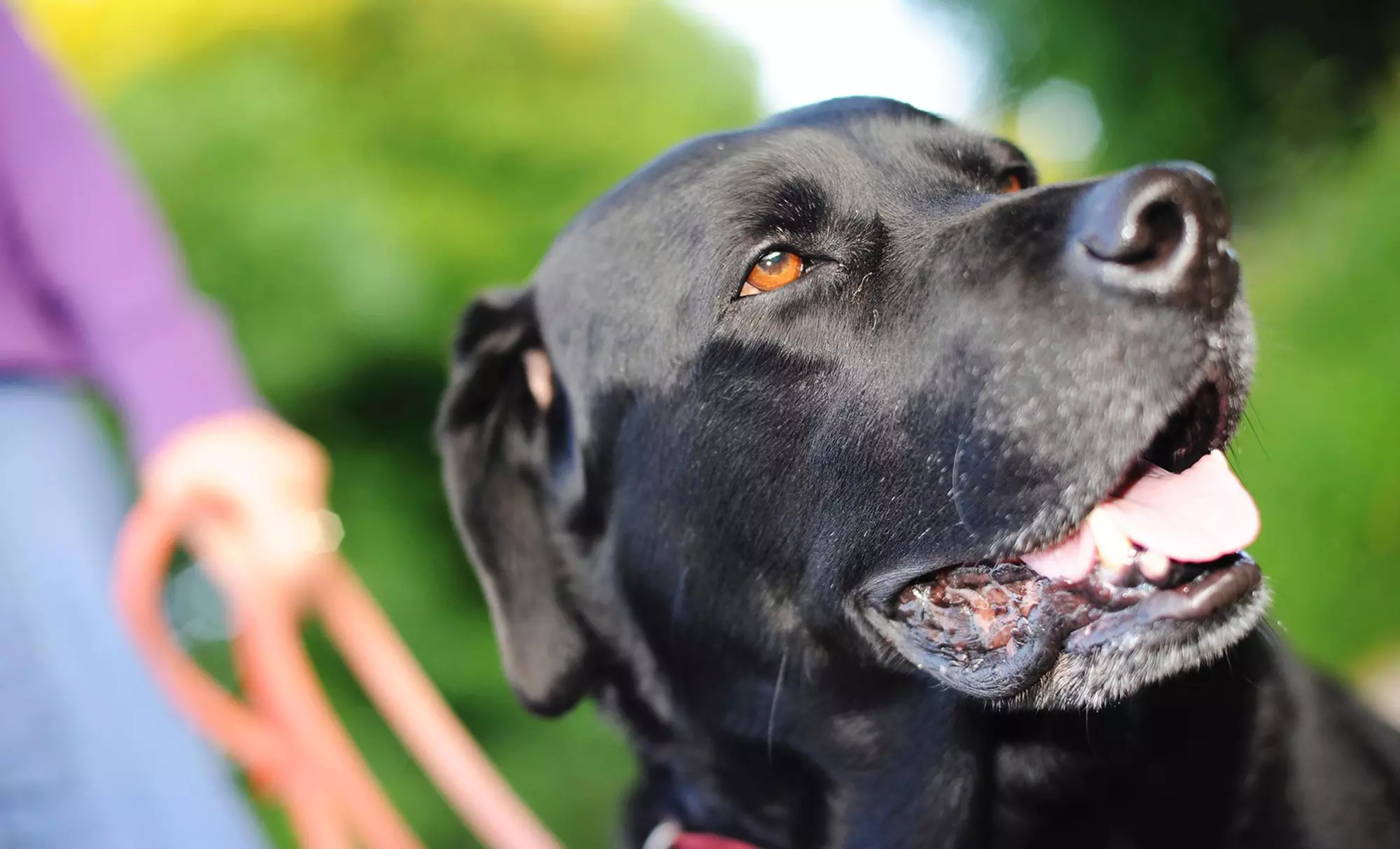 $36 for $60 Worth of Services — Pets R Inn - Primary Image