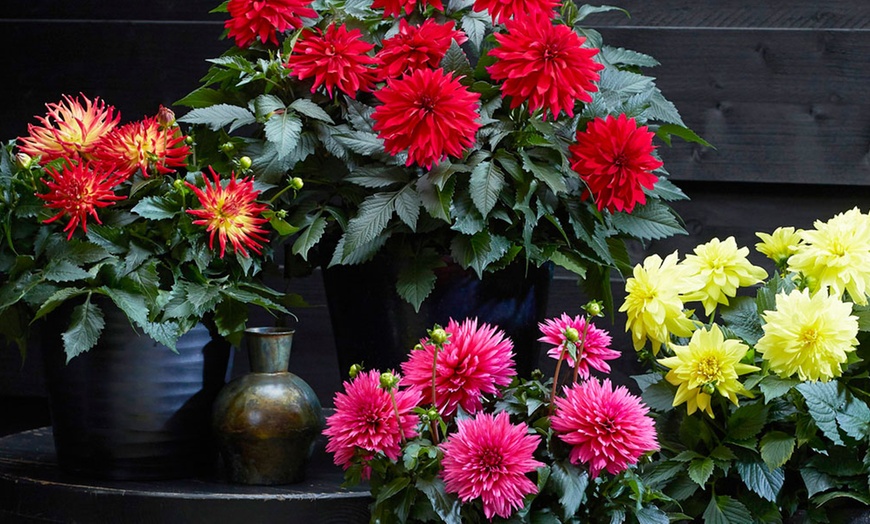 Image 7: Six 9cm Pots of Dahlia Maggiore Collection