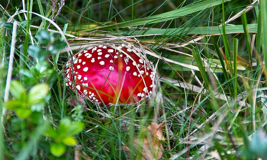 Image 12: Wellnessverblijf 4* in de Ardennen