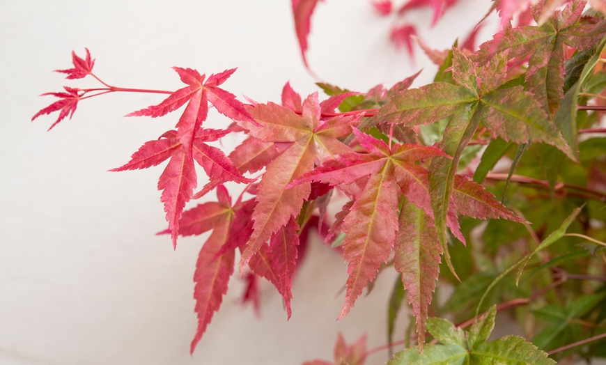 Image 5: 1 of 2 Japanse Esdoorns 'Acer Beni Maiko'