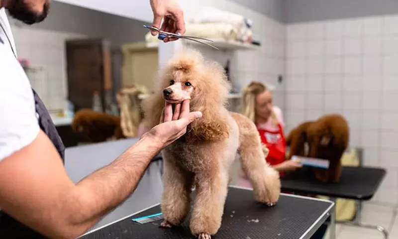 Formation : guide ultime du toilettage canin avec International Open Academy (87% de réduction) - Primary Image