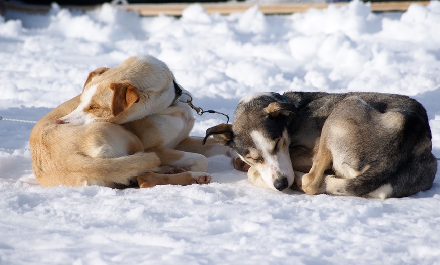 Image 2: Lapland Dog Sledding