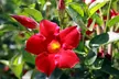 Mandevilla 'Bloom Bells®' - 1 or 3 Potted Plants - Image 7