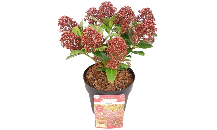 Image 2: Arbusto de hoja perenne Skimmia