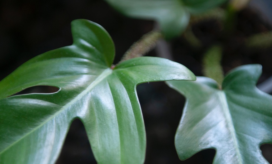 Image 7: 1x oder 2x Baumfreund (Philodendron) 'Florida Green'