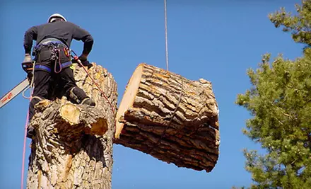 $75 for Up to Three Man Hours of Tree Services from Urban Forest Pro (Up to $225 Value) - Primary Image