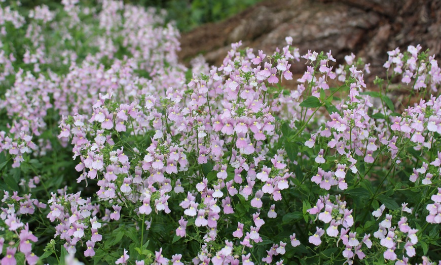 Image 2: Super-Scented Hardy Nemesia Confetti