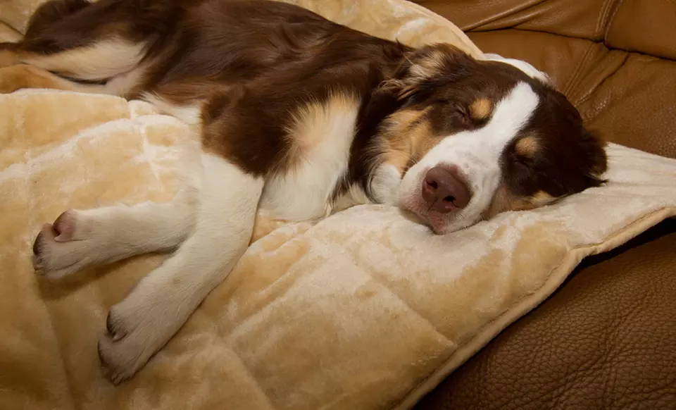 FurHaven Quilted Pet Bed Throws (Up to 53% Off). Multiple Sizes and Colors Available. Free Returns. - Primary Image