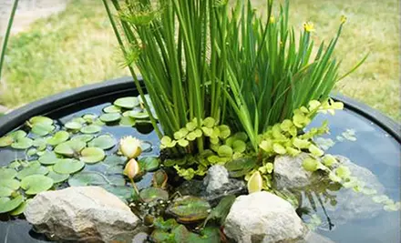 $12 for $30 Worth of Free-Floating Pond Plants at Woodbridge Ponds - Primary Image
